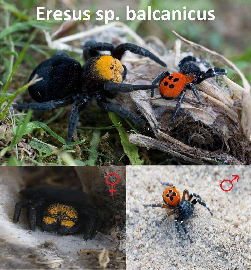 Stepníci rodu Eresus 3 druhy - Posledních pár kusů!