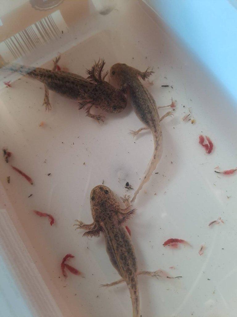 Axolotl mexický