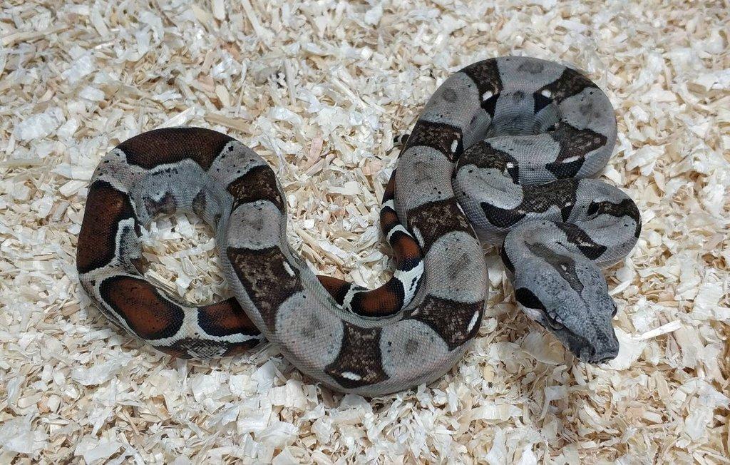 Boa imperator- Sharp Sunglow 66% het Sterling,Hypo Sterling