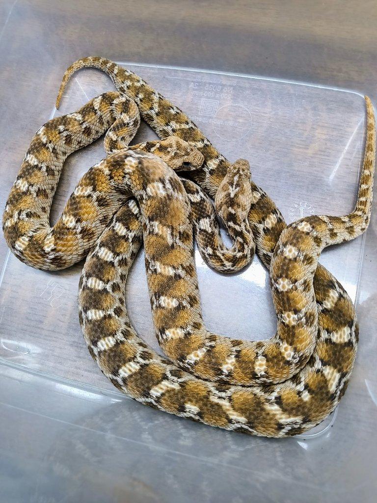 Echis leucogaster