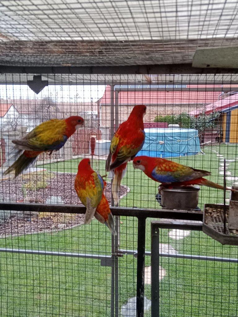 Prodám  mutační rosely