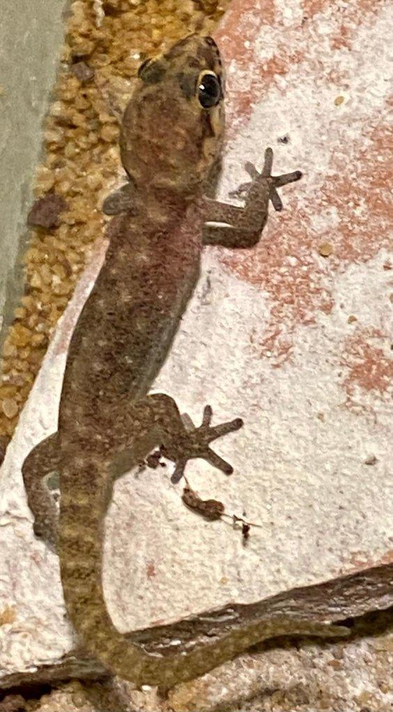 Pachydactylus punctatus