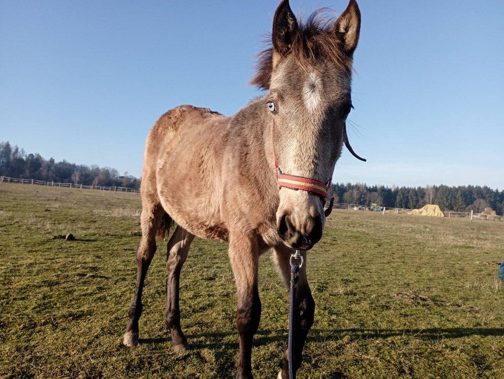 Lusitano