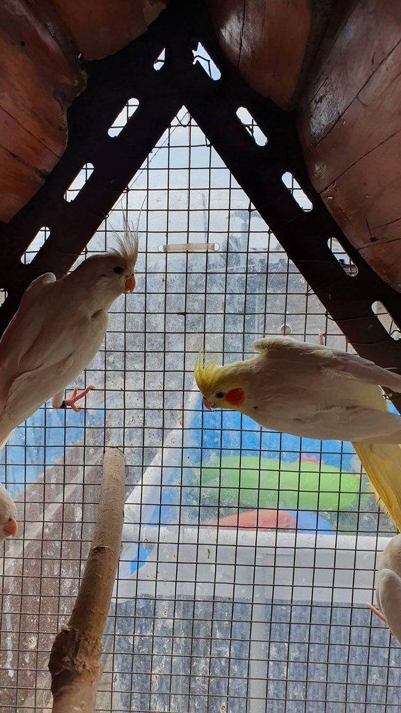 Korela Lutino a Albino
