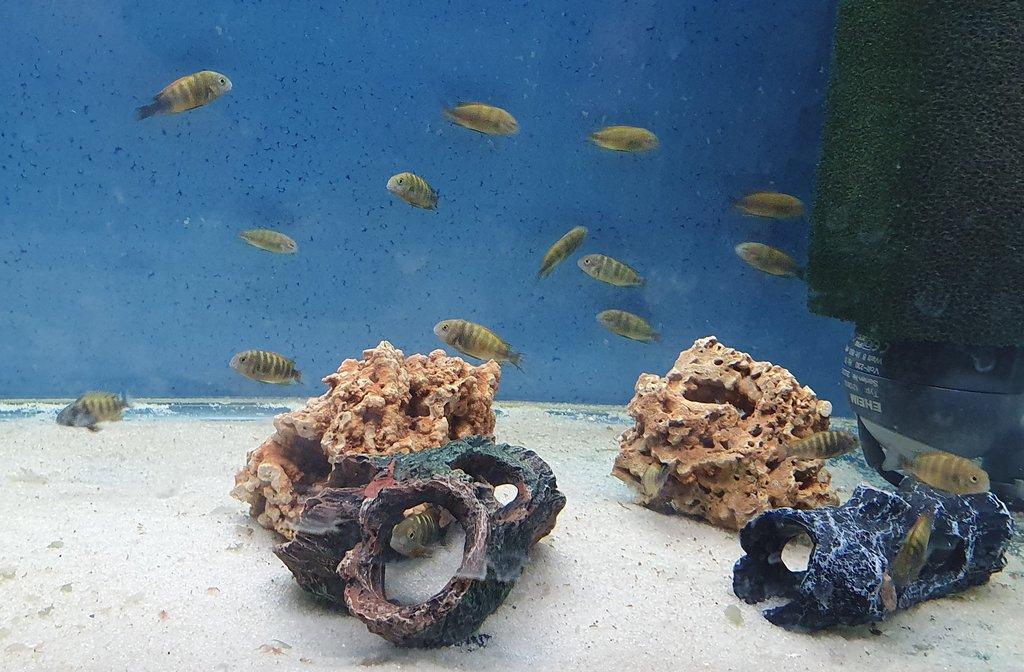 Prodám Tropheus sp. "Black" Bemba (Tropheus moorii Bemba) - chovné hejno