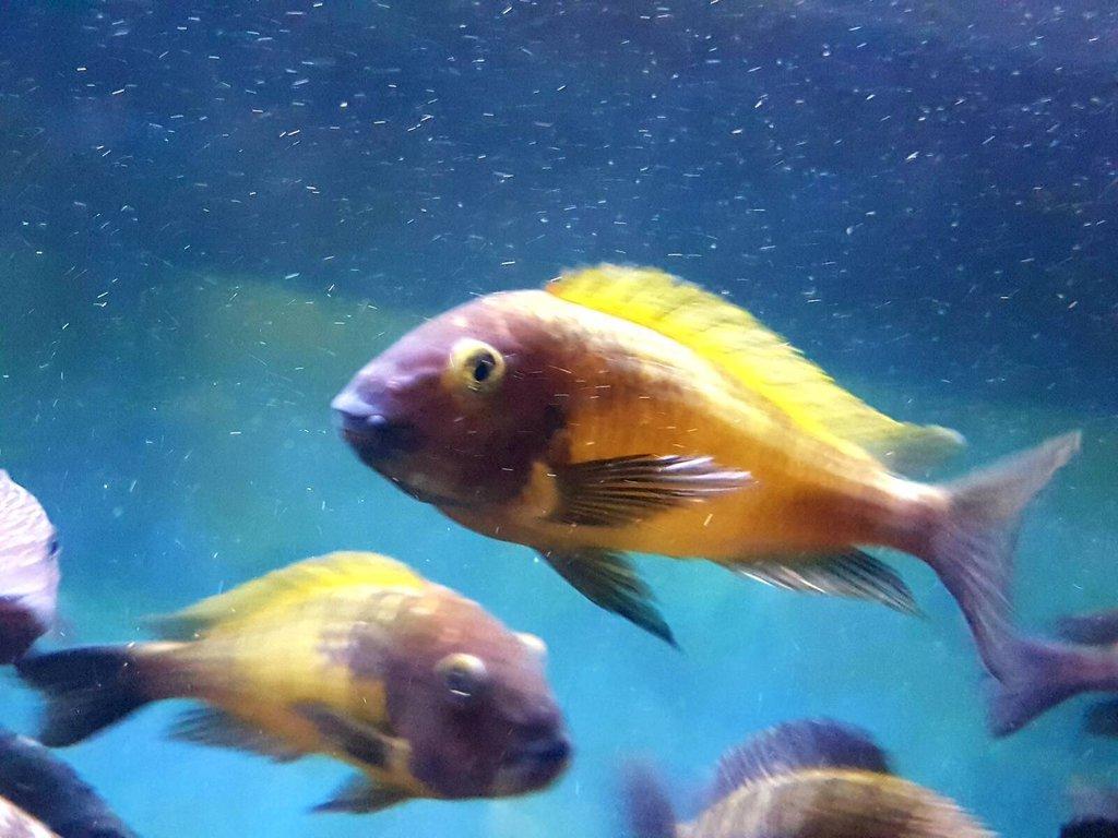 Ryby Tropheus a Cyphotilapia