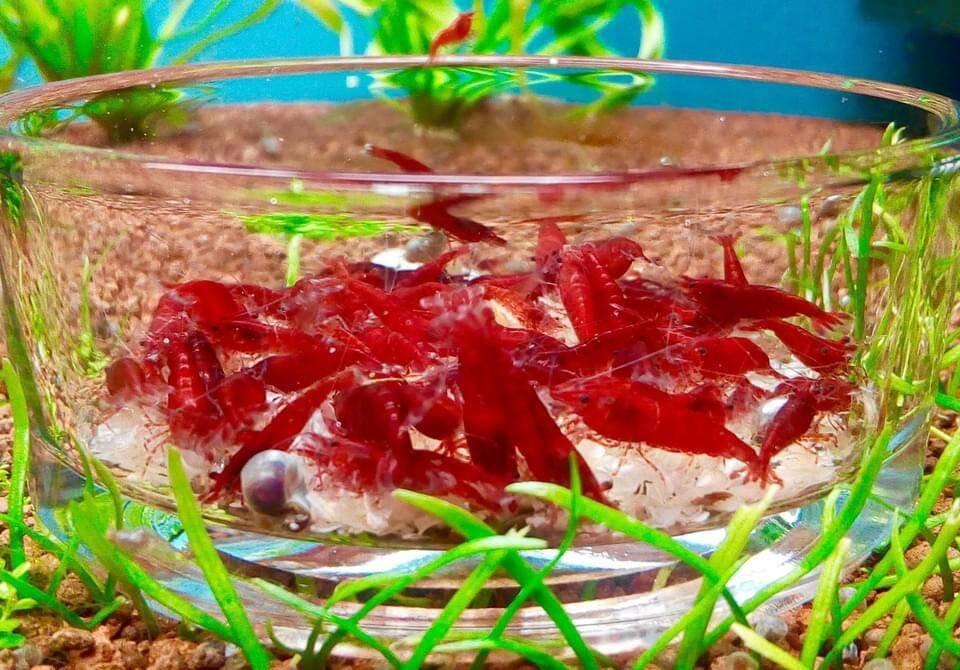 TOP PREMIUM AKVA KREVETKY Caridina a Neocaridina - Odchovy
