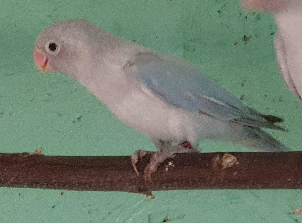 Agapornis hnědohlavý - různé mutace