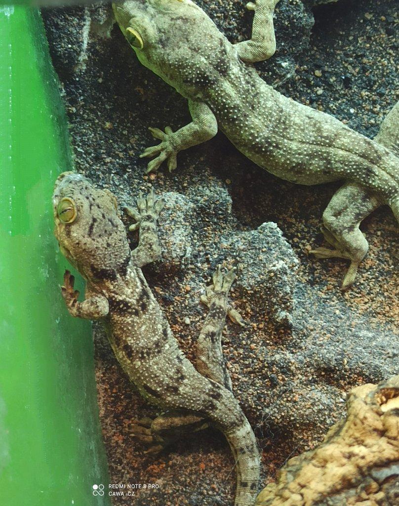 Blaesodactylus boivini