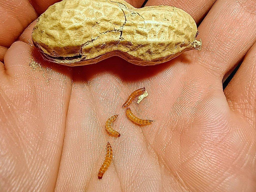 Ulomoides dermestoides / Arašídový brouk