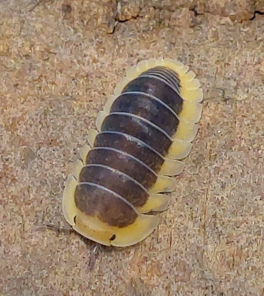 ISOPODA - Hobby druhy - aktualizovaný seznam