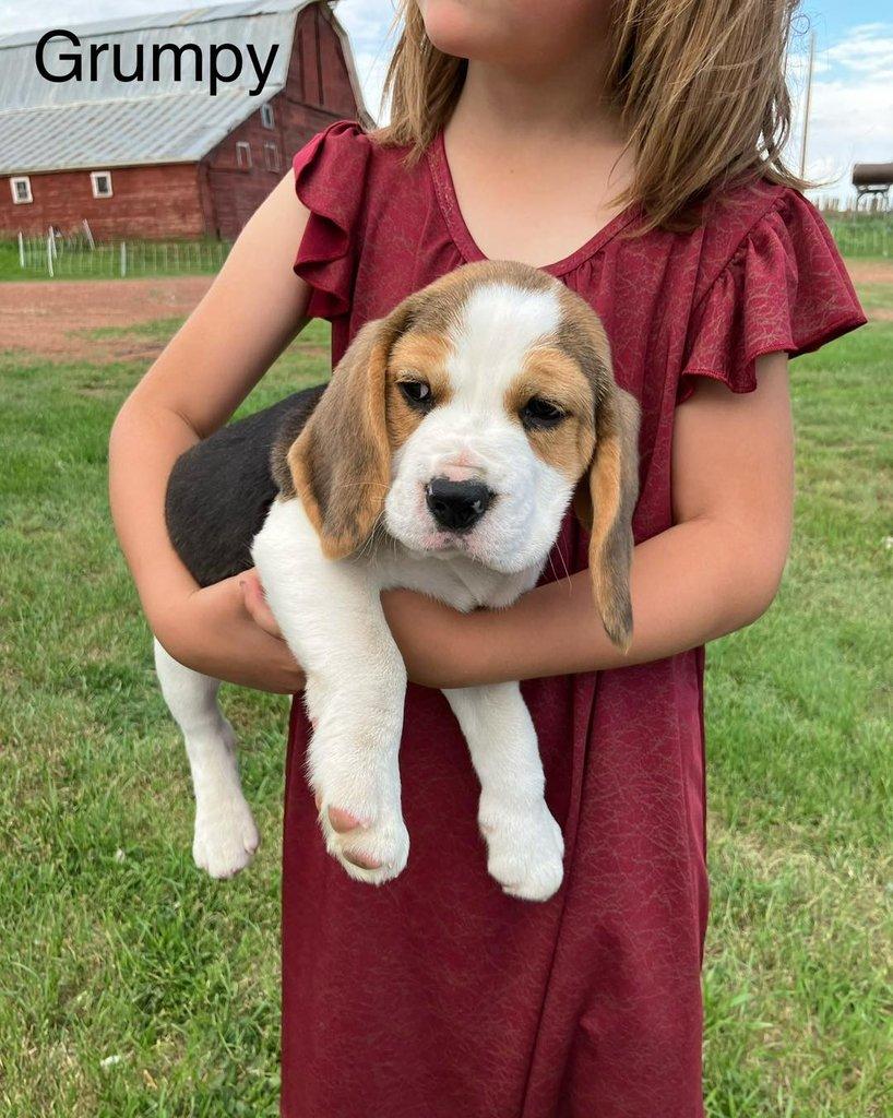 Štěňátka Bígl (též beagle) s PP