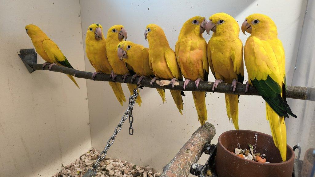 Guaruba guarouba,golden conure,aratinga žltá.