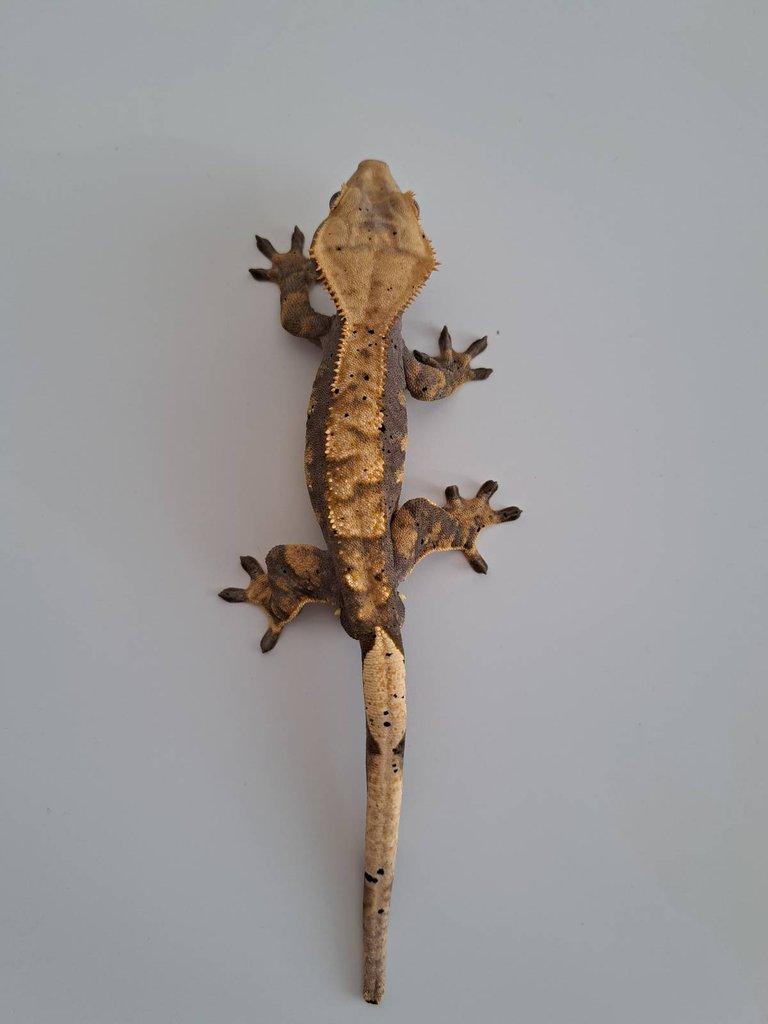 pagekon řasnatý