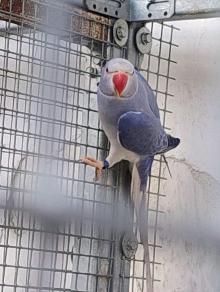 Alexandr malý loňský samec Violeta ho/opalin