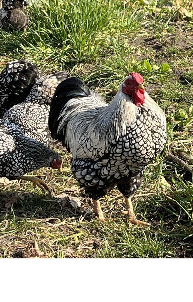 násadová vejce Ayam Cemani,Arakaun,Maranska,wyandotka