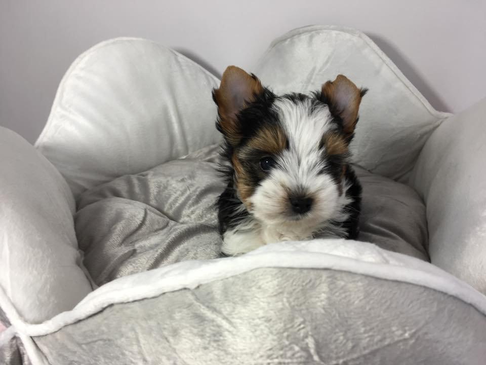 Štěňata super jorkšírského teriéra