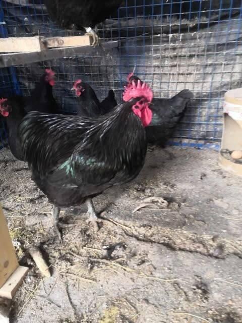 Násadová vajíčka slepic plemene Žerzejský obr - Jersey Giant