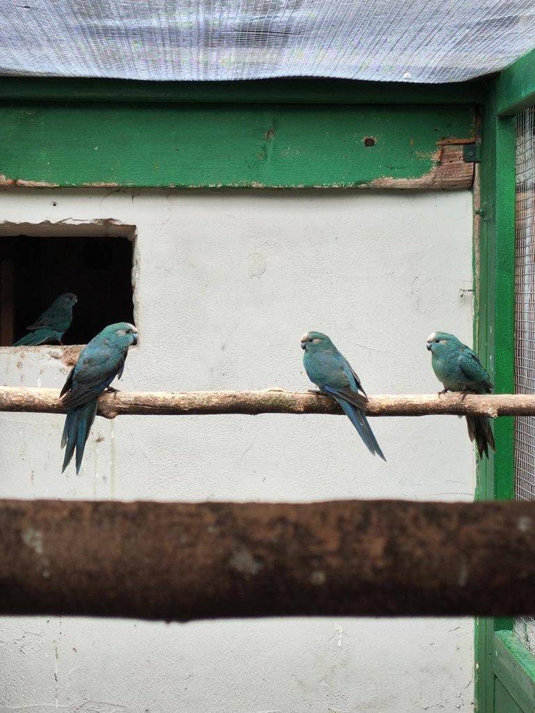 Prodám 3 Kakariki modrý - mláďata, 400Kč/kus