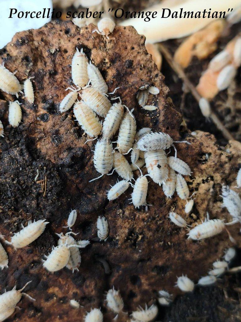 ISOPODY·STÍNKY·CHVOSTOSKOCI - POSÍLÁM / Fauna trhy Ostrava 26.4.