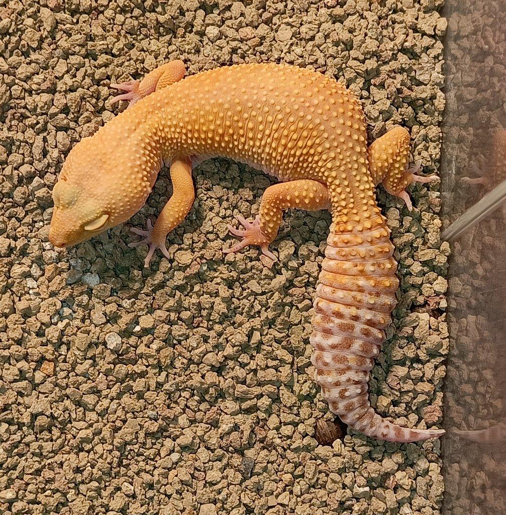 Gekončík noční - samec