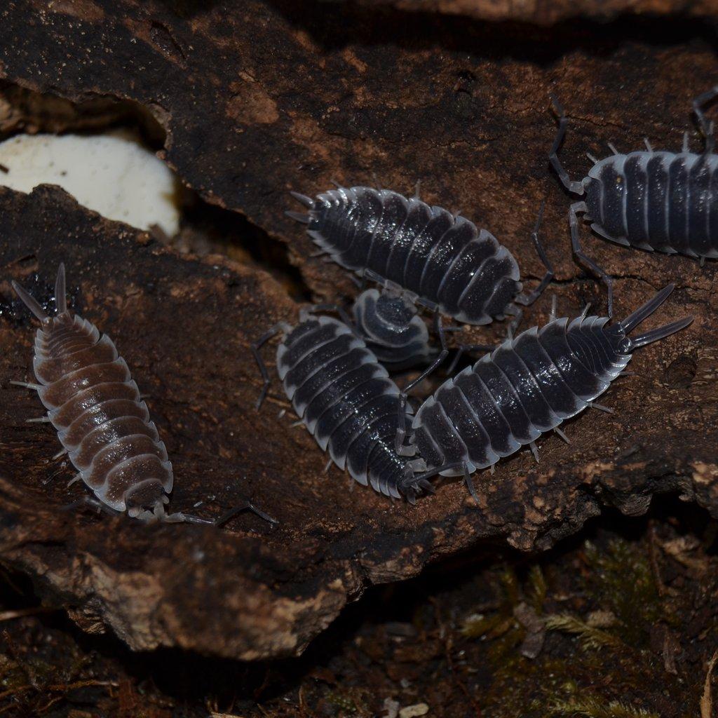 ISOPODY·STÍNKY - Fauna trhy Ostrava 15.2.