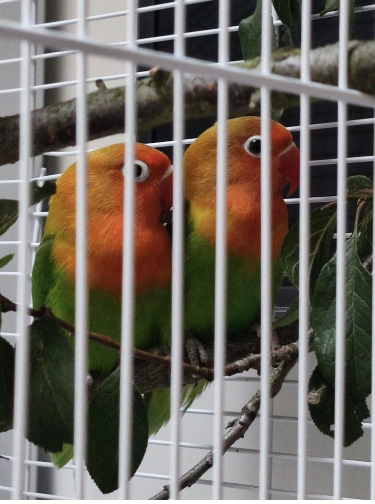 Agapornis