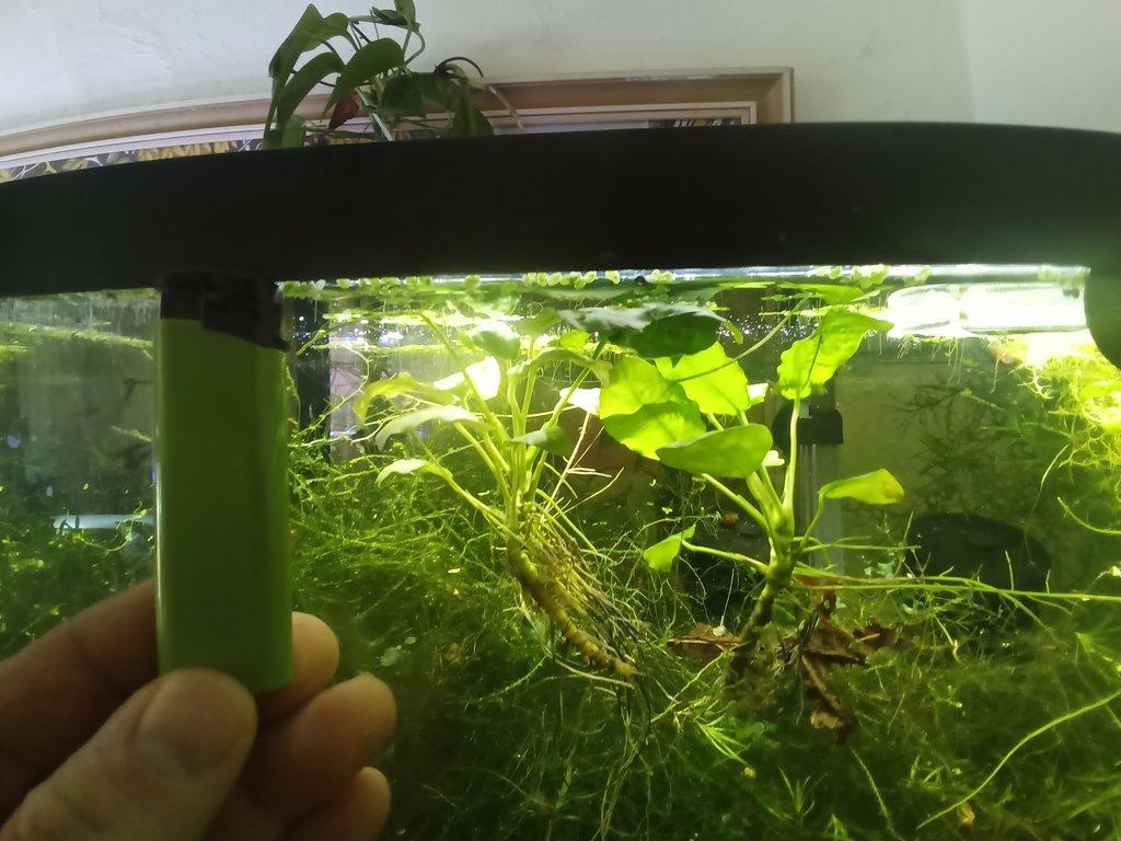Mechy a Anubias nana