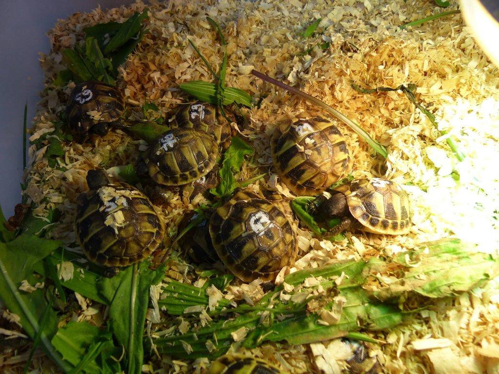 Želva zelenavá (Testudo hermanni)