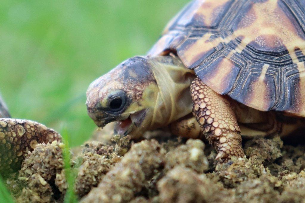 Granule pro herbivorní želvy značky Pamlsek.vet