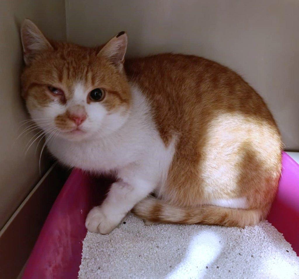 Kocourek Pickwick hledá nový domov