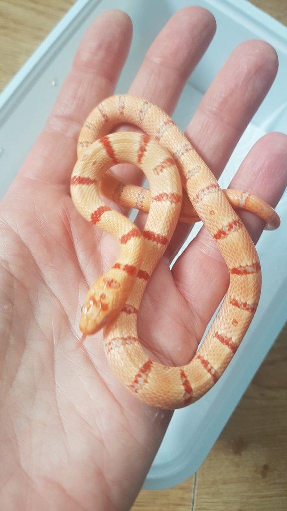 Orange Pastel King - loňská samička