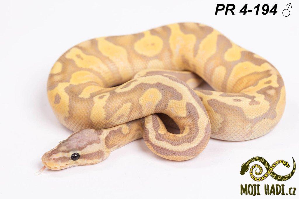 Krajta královská - Python regius