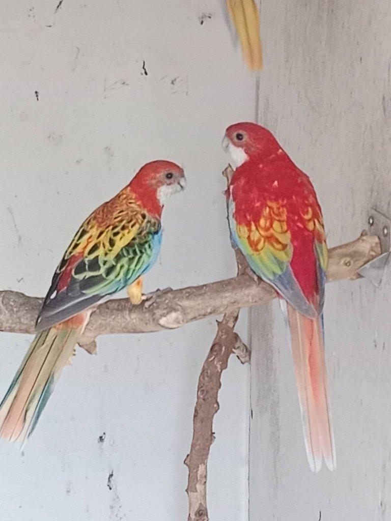 Prodám roselu gold gold opalin