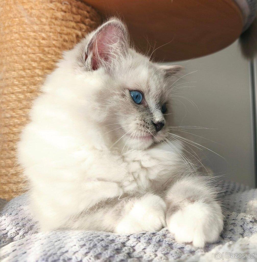 Ragdoll koťátko s PP (FIFE)