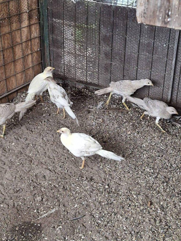 Bažant broskvový zlatožlutý