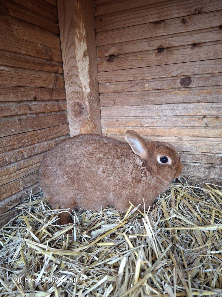 Zakrslý červený králík