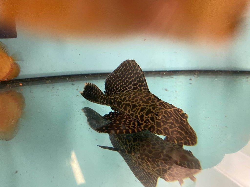 Glyptoper velkoploutvý L 165 - Glyptoperichthys gibbiceps