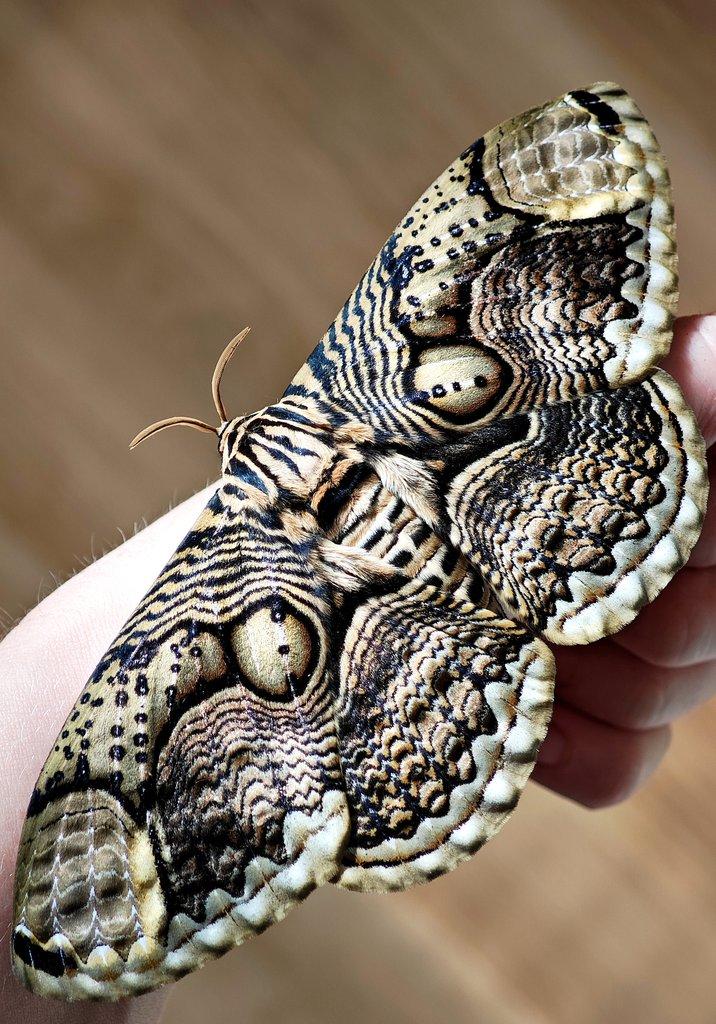 Brahmaea hearseyi vajíčka