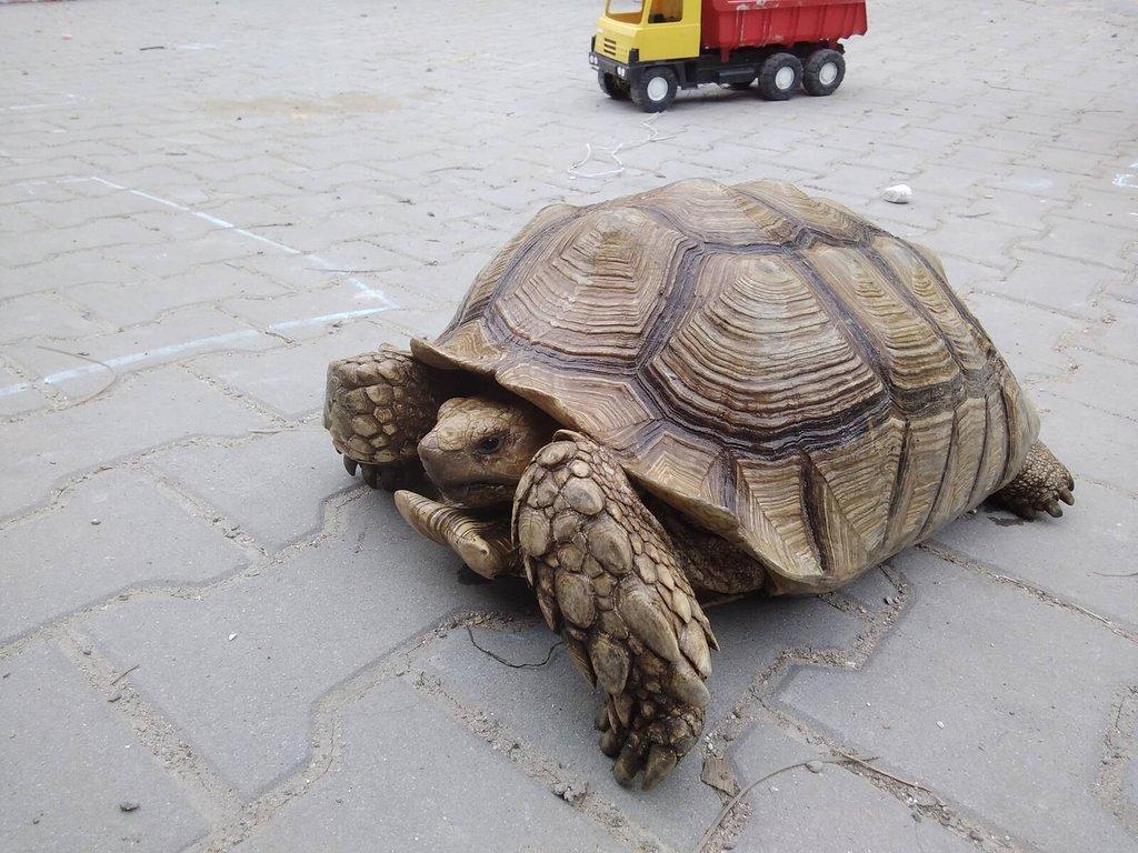 Želvy ostruhaté - sulcaty