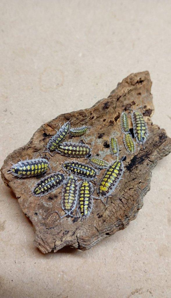 Porcellio haasi "High Yellow"
