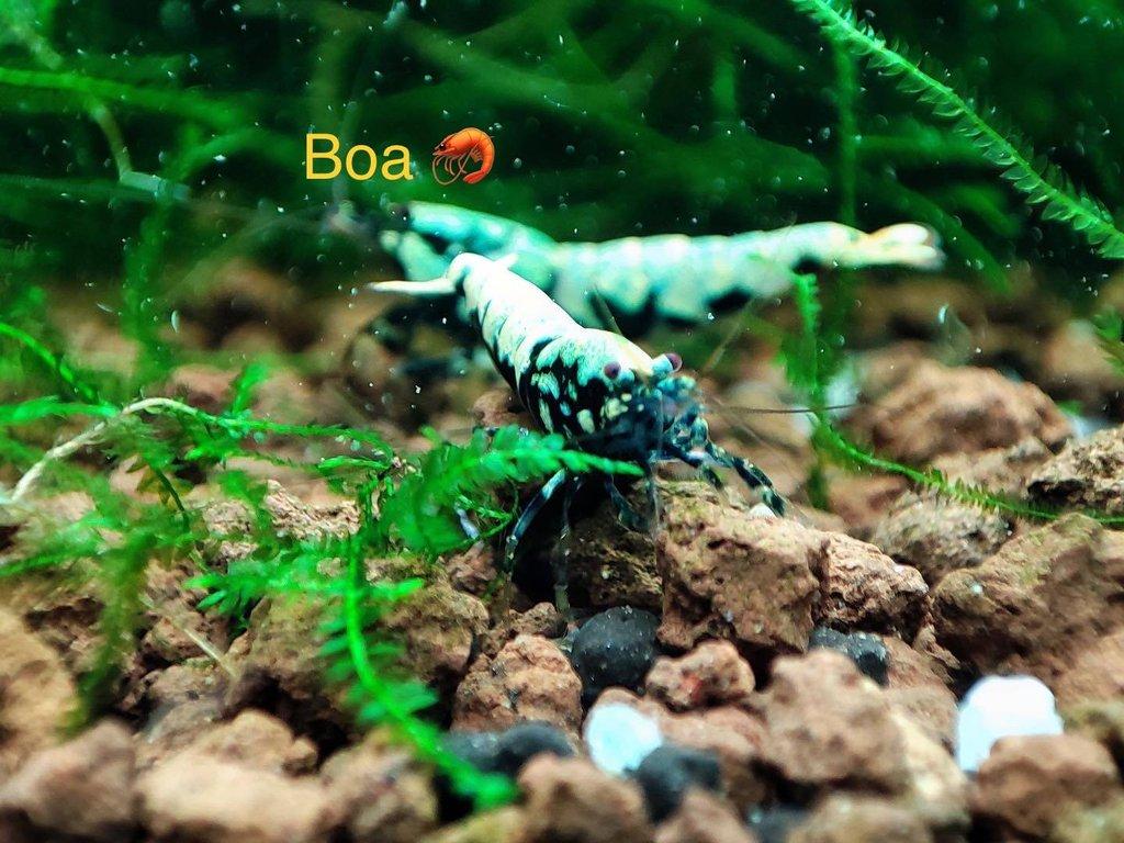 TOP PREMIUM AKVA KREVETKY Caridina a Neocaridina - Odchovy