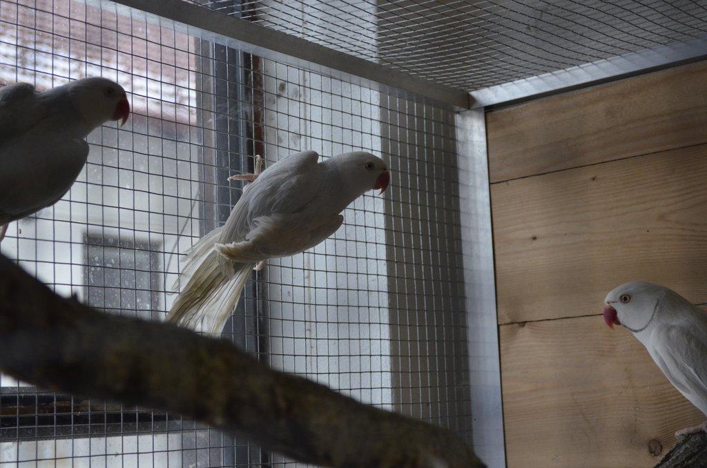 Aůexandr malý modrý palid HO