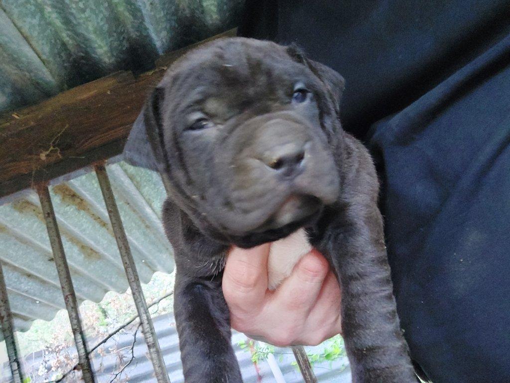 AMERICKY PITBULTERIER