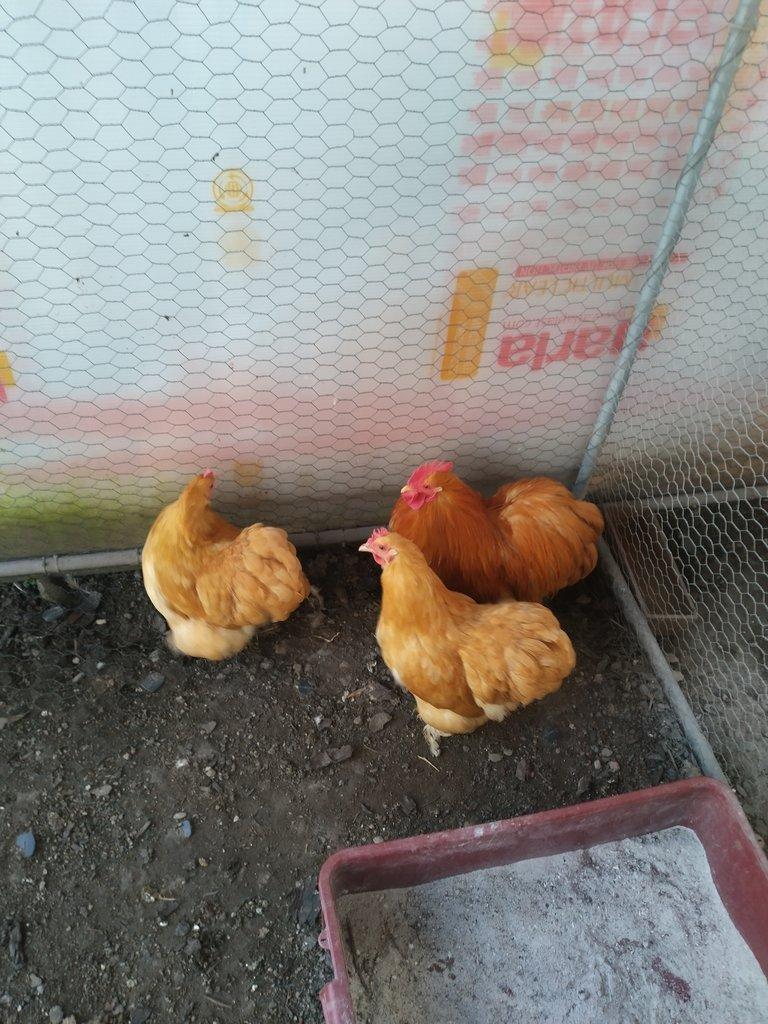 Kočinka zakrslá žlutá