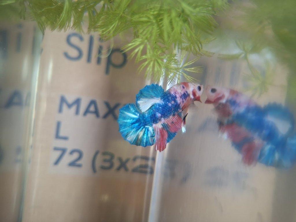 odchovy betta