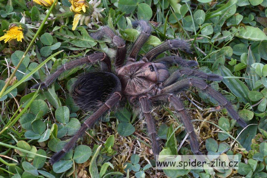 Samice P. victori, D.pentaloris, A. rufus, B. simoroxigorum a mnoho dalších zajimavých sklípkanů