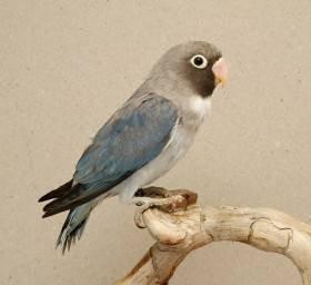 Agapornis hnědohlavý - různé mutace