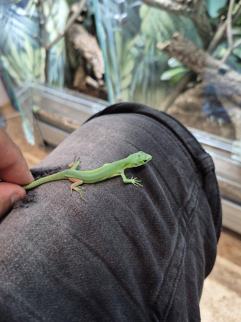 Tria : Gastropholis prasina a Anolis Barbatus