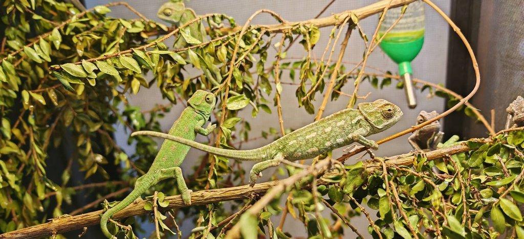 Chameleon Obecný - Chamaeleo Chamaeleon exkluzivní odchov.